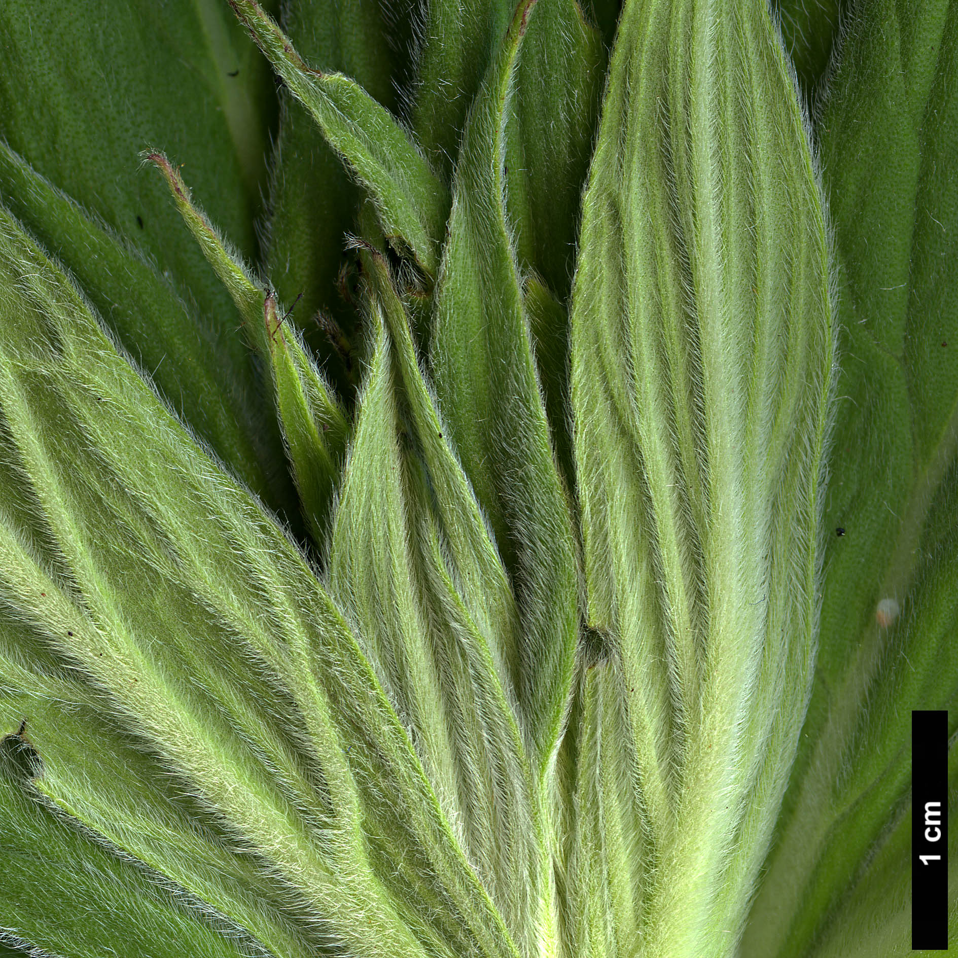 High resolution image: Family: Boraginaceae - Genus: Echium - Taxon: candicans